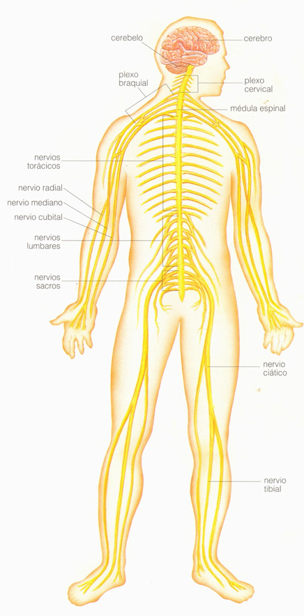Sistema Nervioso Central