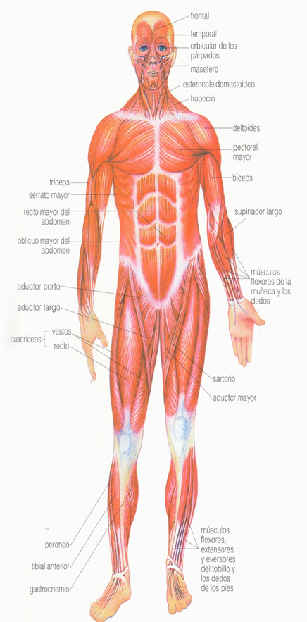 Músculos Anterior