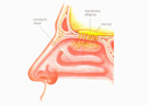 Conducto Nasal