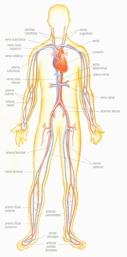 Sistema Circulatorio