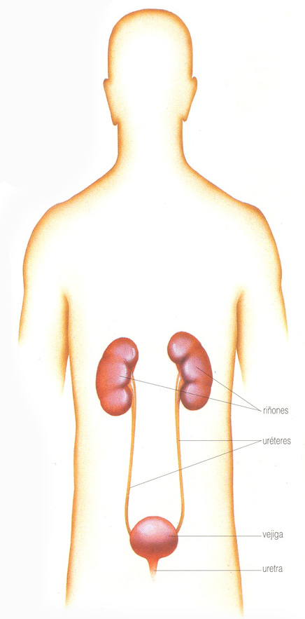 Aparato Urinario
